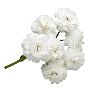 Flor decorativa XV años