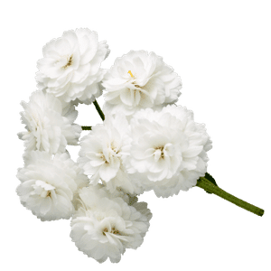 Flor decorativa XV años
